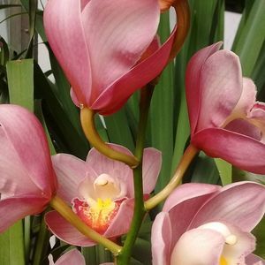 Meet your Posher, Donna